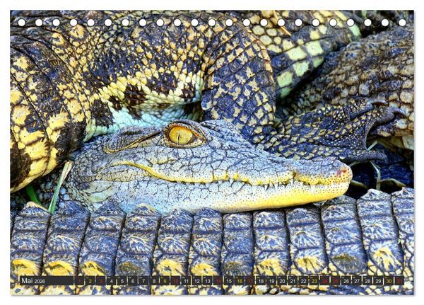 Produktbild: Krokodile in der Wildnis (Tischkalender 2026 DIN A5 quer), CALVENDO Monatskalender