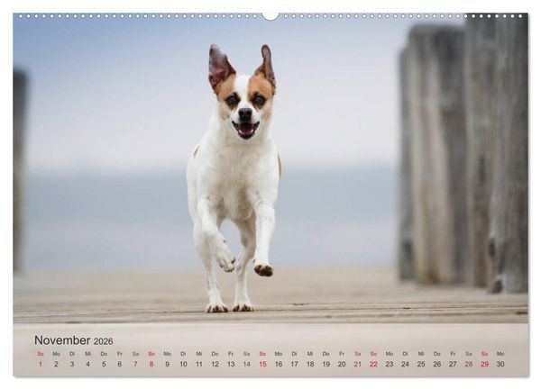 Produktbild: Hunde 2026 - Treue Begleiter (Wandkalender 2026 DIN A2 quer), CALVENDO Monatskalender