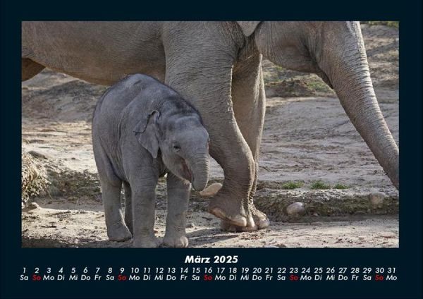 Produktbild: Der Elefantenkalender 2025 Fotokalender DIN A4
