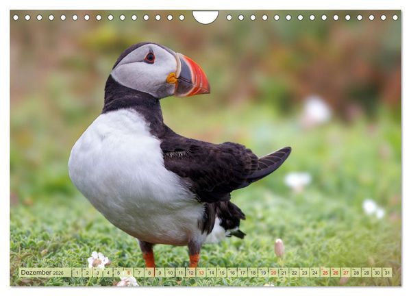 Produktbild: Papageientaucher - Farbenfrohe Flieger der Natur (Wandkalender 2026 DIN A4 quer), CALVENDO Monatskalender