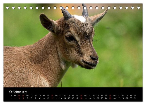 Produktbild: Zwergziegen (Tischkalender 2026 DIN A5 quer), CALVENDO Monatskalender