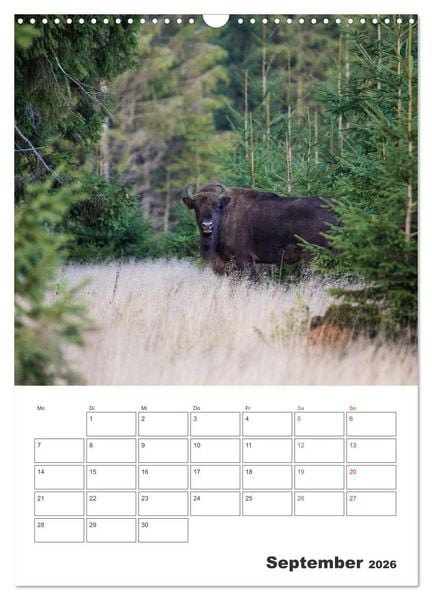 Produktbild: Wittgenstein &ndash; Eine Region mit beeindruckend sch&ouml;ner Landschaft (Wandkalender 2026 DIN A3 hoch), CALVENDO Monatskalender