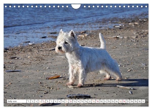 Produktbild: West Highland White Terrier - Your charming companion (Wall Calendar 2026 DIN A4 landscape), CALVENDO 12 Month Wall Calendar