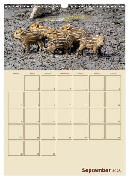 Produktbild: Wildschweine (Wandkalender 2026 DIN A3 hoch), CALVENDO Monatskalender
