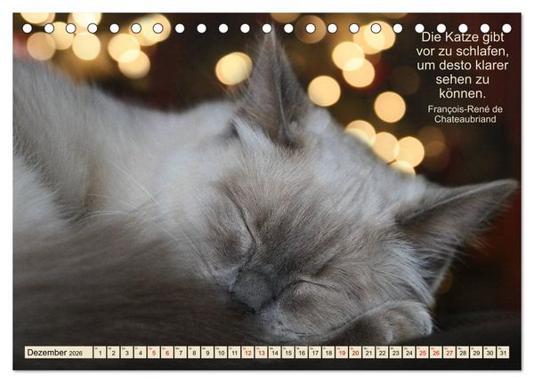 Produktbild: Samtpfoten Lebendige Poesie (Tischkalender 2026 DIN A5 quer), CALVENDO Monatskalender