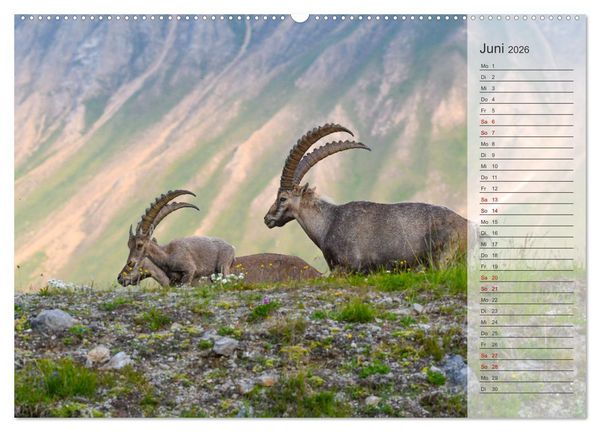 Produktbild: Bergk&ouml;nige - Steinb&ouml;cke im Blickpunkt der Naturfotografie (Wandkalender 2026 DIN A2 quer), CALVENDO Monatskalender