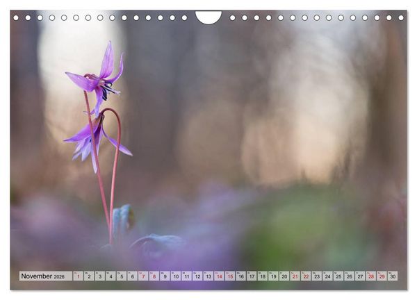 Produktbild: M&auml;rchenwelt der Wildblumen (Wandkalender 2026 DIN A4 quer), CALVENDO Monatskalender