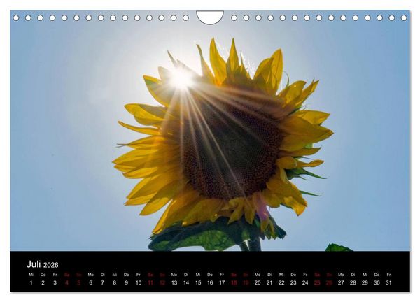 Produktbild: Blumen der Sonne (Wandkalender 2026 DIN A4 quer), CALVENDO Monatskalender