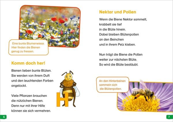 Produktbild: WAS IST WAS Erstes Lesen easy! Band 3. Wie lebt die Honigbiene?