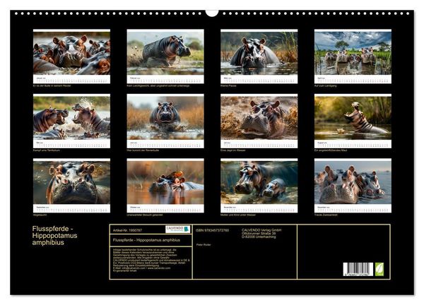 Produktbild: Flusspferde - Hippopotamus amphibius (Wandkalender 2026 DIN A2 quer), CALVENDO Monatskalender
