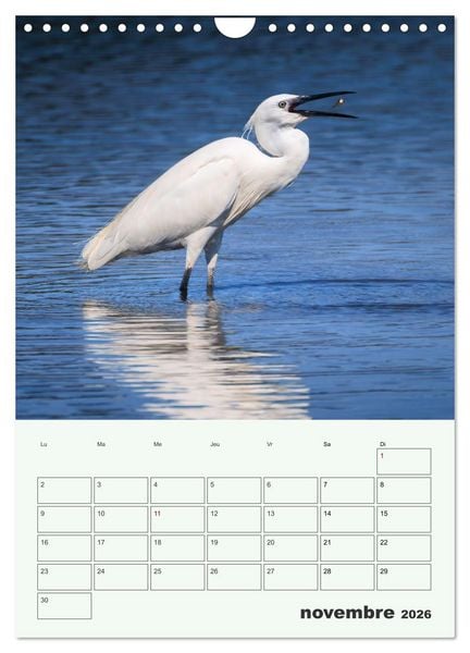 Produktbild: Le monde intime des oiseaux (Calendrier mural 2026 DIN A4 horizontal), CALVENDO calendrier mensuel
