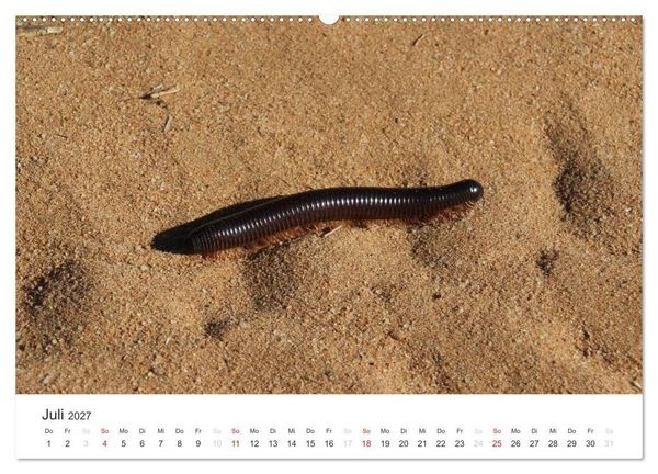 Produktbild: Namibia - Tierische Vielfalt (Wandkalender 2027 DIN A2 quer), CALVENDO Monatskalender