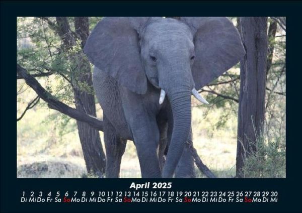 Produktbild: Der Tierkalender 2025 Fotokalender DIN A5