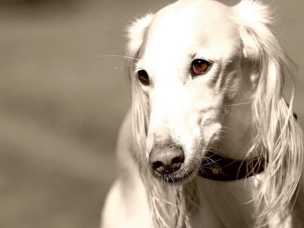 Produktbild: CALVENDO Puzzle Saluki | 1000 Teile Lege-Gr&ouml;&szlig;e 64x48cm Foto-Puzzle f&uuml;r gl&uuml;ckliche Stunden