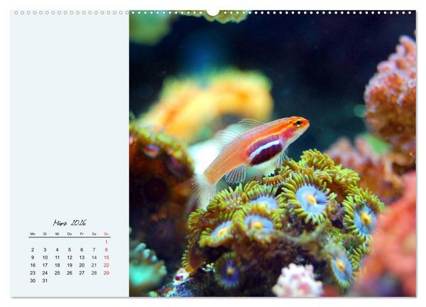 Produktbild: Salzwasseraquarium. Meeresfische im heimischen Wohnzimmer (Wandkalender 2026 DIN A2 quer), CALVENDO Monatskalender