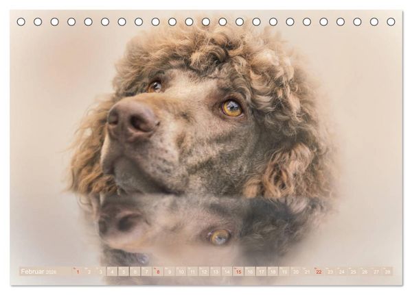 Produktbild: Lockenpfoten 2026 (Tischkalender 2026 DIN A5 quer), CALVENDO Monatskalender
