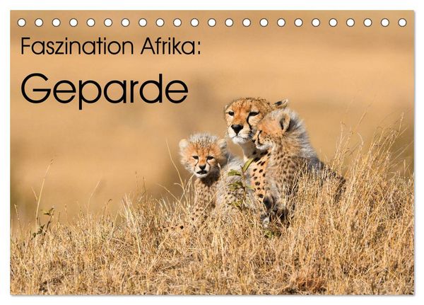 Produktbild: Faszinaton Afrika: Geparde (Tischkalender 2026 DIN A5 quer), CALVENDO Monatskalender