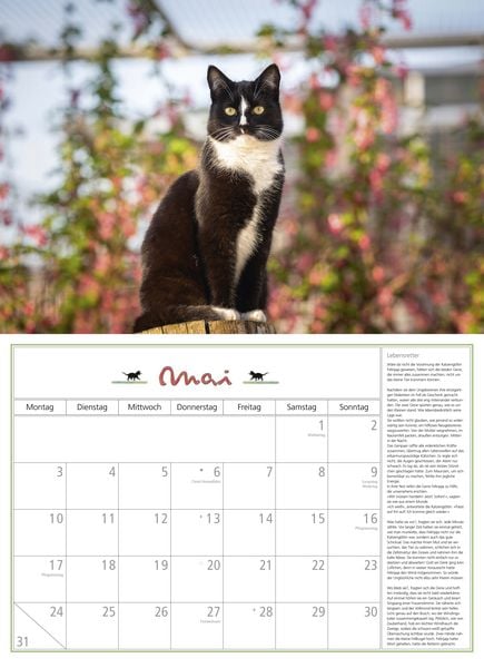 Produktbild: DuMonts Katzen Kalender 2027
