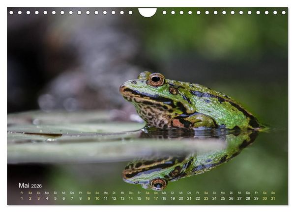 Produktbild: Fr&ouml;sche zum Verlieben (Wandkalender 2026 DIN A4 quer), CALVENDO Monatskalender