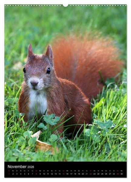Produktbild: Eichh&ouml;rnchen (Wandkalender 2026 DIN A2 hoch), CALVENDO Monatskalender