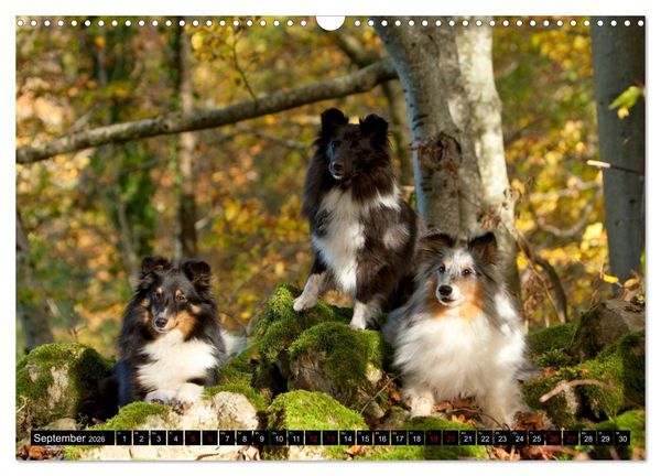 Produktbild: Shetland Sheepdogs - Kleine Charmeure (Wandkalender 2026 DIN A3 quer), CALVENDO Monatskalender