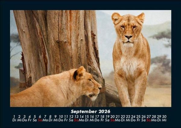 Produktbild: L&ouml;wen in der Wildnis 2026 Fotokalender DIN A5