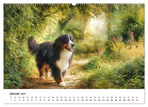 Produktbild: Stolz und Sanftmut - Berner Sennenhunde (Wandkalender 2027 DIN A2 quer), CALVENDO Monatskalender