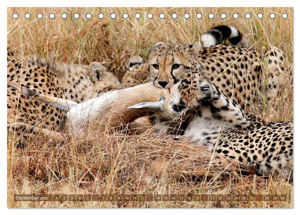 Produktbild: Geparden - Begegnungen in Afrika (Tischkalender 2026 DIN A5 quer), CALVENDO Monatskalender