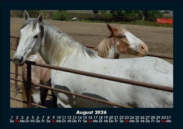 Produktbild: Pferdegefl&uuml;ster 2026 Fotokalender DIN A5