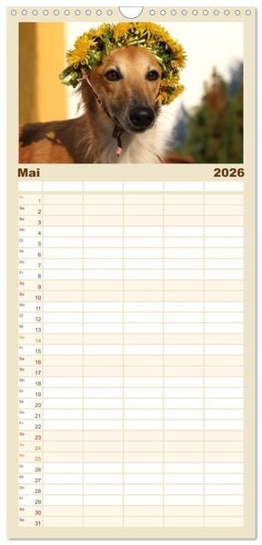 Produktbild: Familienplaner 2026 - Der Silken Windsprite - ein Seelenhund mit 5 Spalten (Wandkalender, 21 x 45 cm) CALVENDO