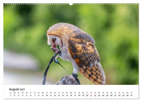 Produktbild: Greifv&ouml;gel in Aktion - Dynamische Flugbilder und Portr&auml;ts (hochwertiger Premium Wandkalender 2027 DIN A2 quer), Kunstdruck in Hochglanz