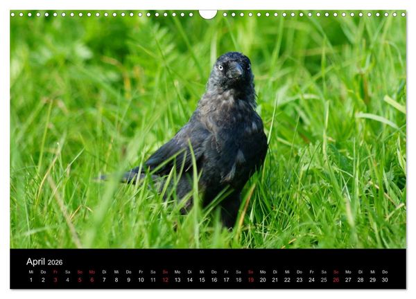 Produktbild: Das Leben der Rabenv&ouml;gel (Wandkalender 2026 DIN A3 quer), CALVENDO Monatskalender