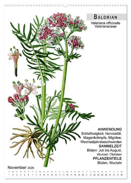 Produktbild: Heilpflanzen (Wandkalender 2026 DIN A2 hoch), CALVENDO Monatskalender