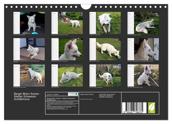 Produktbild: Berger Blanc Suisse - Wei&szlig;er Schweizer Sch&auml;ferhund (Wandkalender 2026 DIN A4 quer), CALVENDO Monatskalender