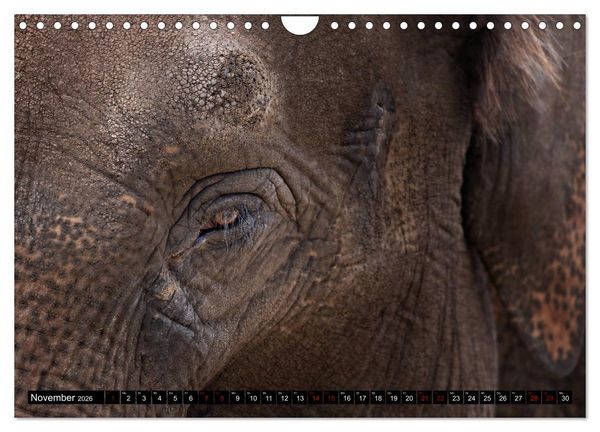 Produktbild: Wild Animals - Wilde Tiere (Wandkalender 2026 DIN A4 quer), CALVENDO Monatskalender