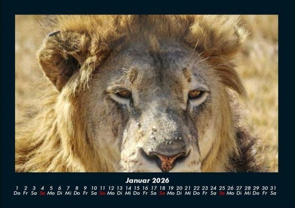 Produktbild: L&ouml;wen in der Wildnis 2026 Fotokalender DIN A4