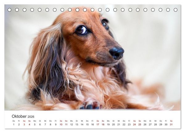 Produktbild: Dackelblicke - Lassen Herzen erw&auml;rmen. (Tischkalender 2026 DIN A5 quer), CALVENDO Monatskalender