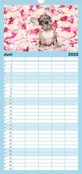 Produktbild: Bullys - Franz&ouml;sische Bulldoggen 2022 - Familienplaner hoch (Wandkalender 2022 , 21 cm x 45 cm, hoch)