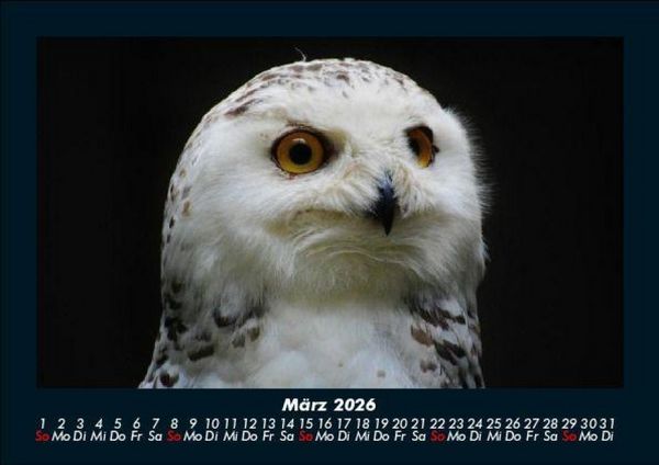 Produktbild: Vogelparadies 2026 Fotokalender DIN A5