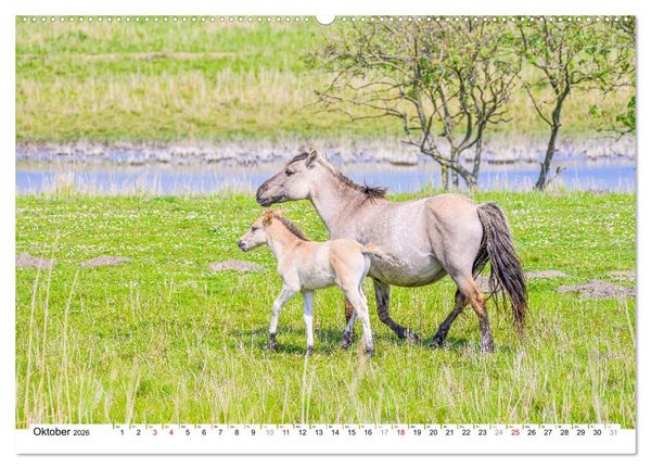 Produktbild: Ein Herz f&uuml;r Wildpferde (hochwertiger Premium Wandkalender 2026 DIN A2 quer), Kunstdruck in Hochglanz