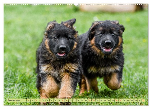 Produktbild: Altdeutsche Sch&auml;ferhunde - Traumhafte Sch&auml;ferhunde Langstockhaar (Wandkalender 2026 DIN A2 quer), CALVENDO Monatskalender