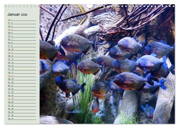 Produktbild: Knallbunte Wasserwelt. Die Welt der Fische (Wandkalender 2026 DIN A3 quer), CALVENDO Monatskalender