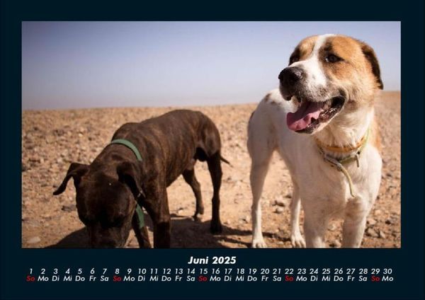 Produktbild: Hundezauber 2025 Fotokalender DIN A4