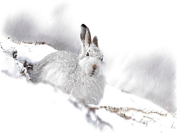 Produktbild: Schneehase im Winterfell (Puzzle)