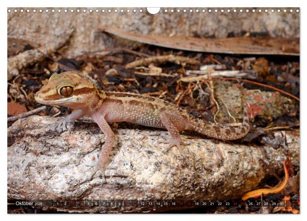 Produktbild: Reptilien auf Madagaskar (Wandkalender 2026 DIN A3 quer), CALVENDO Monatskalender