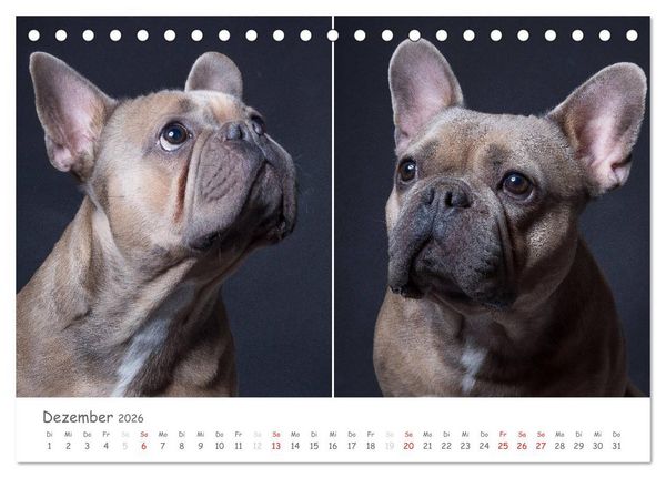 Produktbild: charakterstarke Hunde, wundersch&ouml;ne Hundeportraits (Tischkalender 2026 DIN A5 quer), CALVENDO Monatskalender