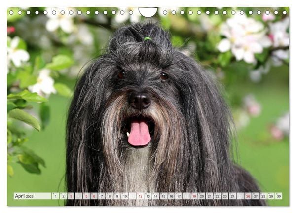 Produktbild: Tibet Terrier Theo (Wandkalender 2026 DIN A4 quer), CALVENDO Monatskalender