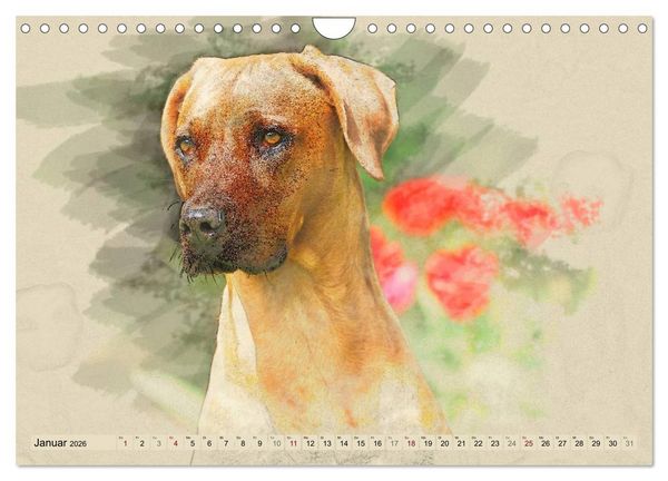 Produktbild: Rhodesian Ridgeback 2026 (Wandkalender 2026 DIN A4 quer), CALVENDO Monatskalender