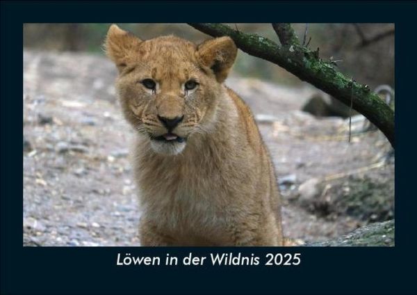 Produktbild: L&ouml;wen in der Wildnis 2025 Fotokalender DIN A5
