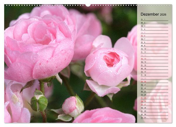 Produktbild: Rosensommer (hochwertiger Premium Wandkalender 2026 DIN A2 quer), Kunstdruck in Hochglanz